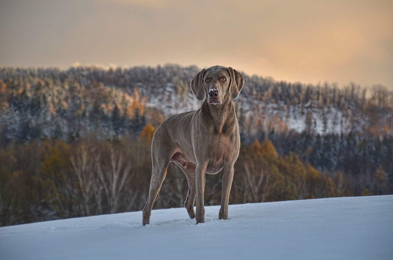 The Benefits of Canine Massage Therapy for Seniors